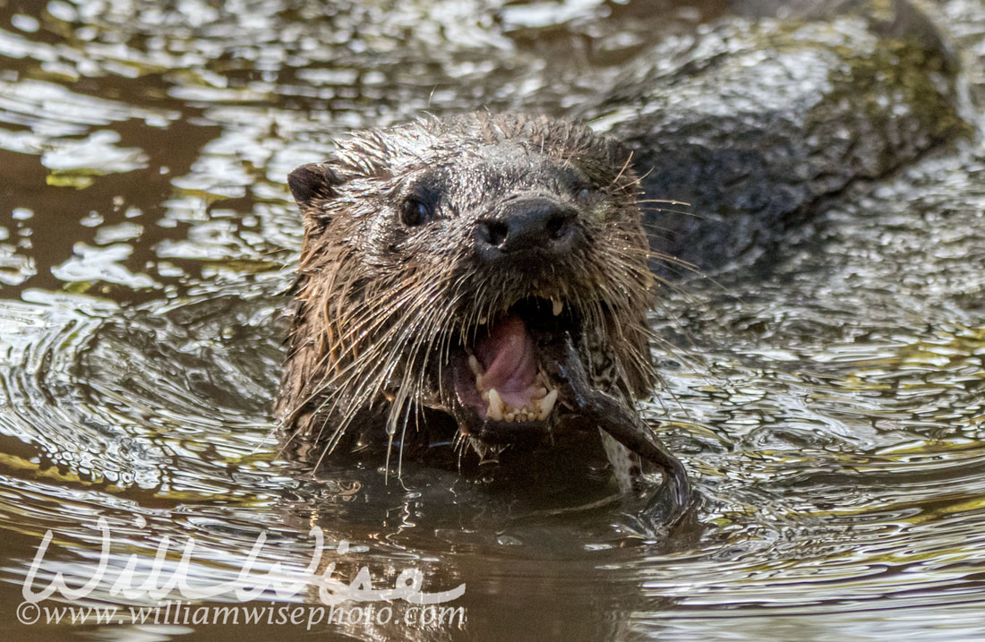 River Otter Picture