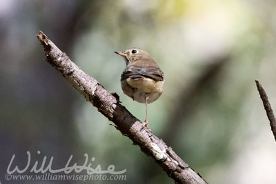 Hermit Thrush; Walton County, GA. 