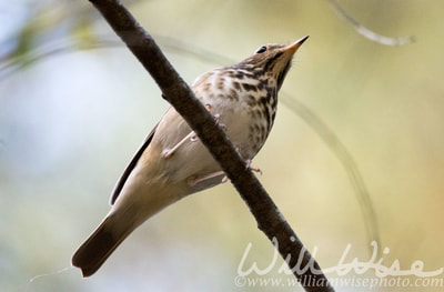 Hermit Thrush; Walton County, GA. 