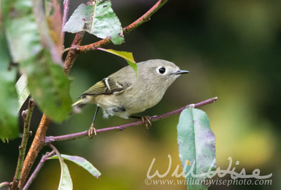 Ruby Crowned Kinglet