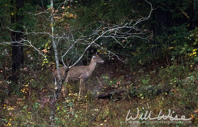 Whitetailed Deer