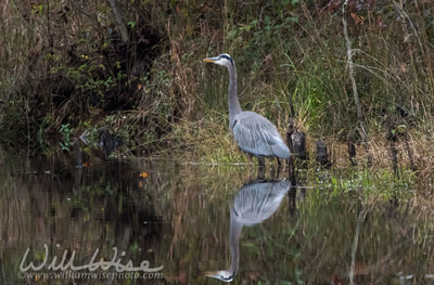 Great Blue Heron picture 