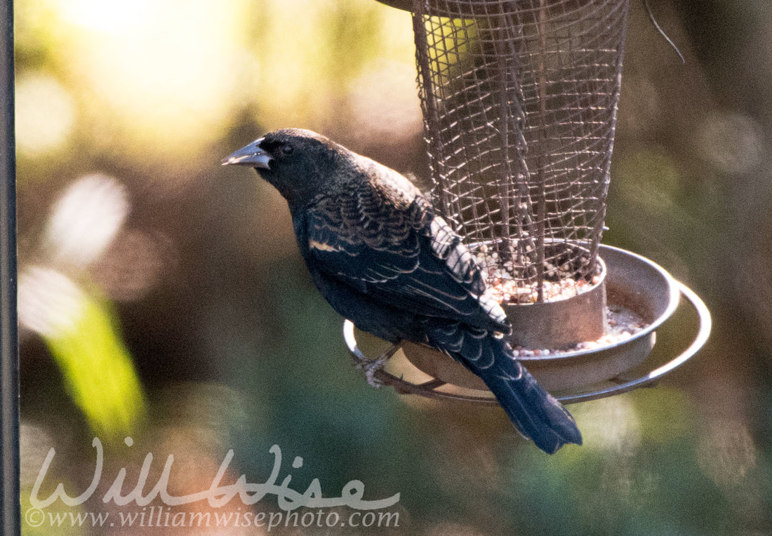 Red Winged Blackbird Picture