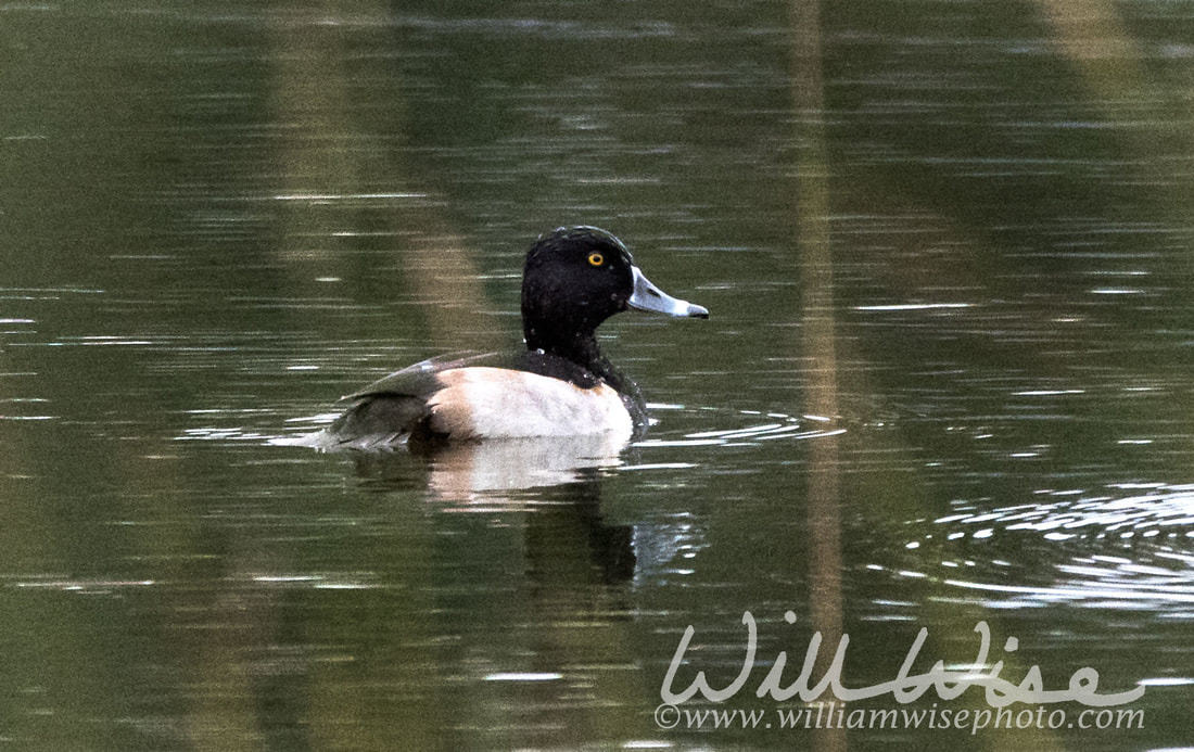 Ring Necked Duck Picture