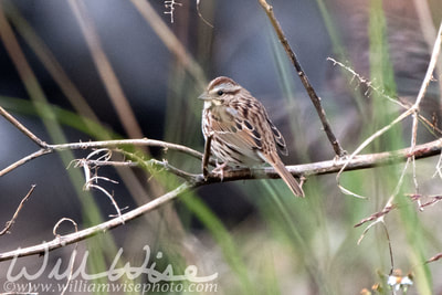 Song Sparrow