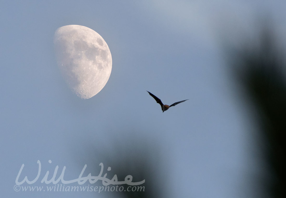 Bat Picture