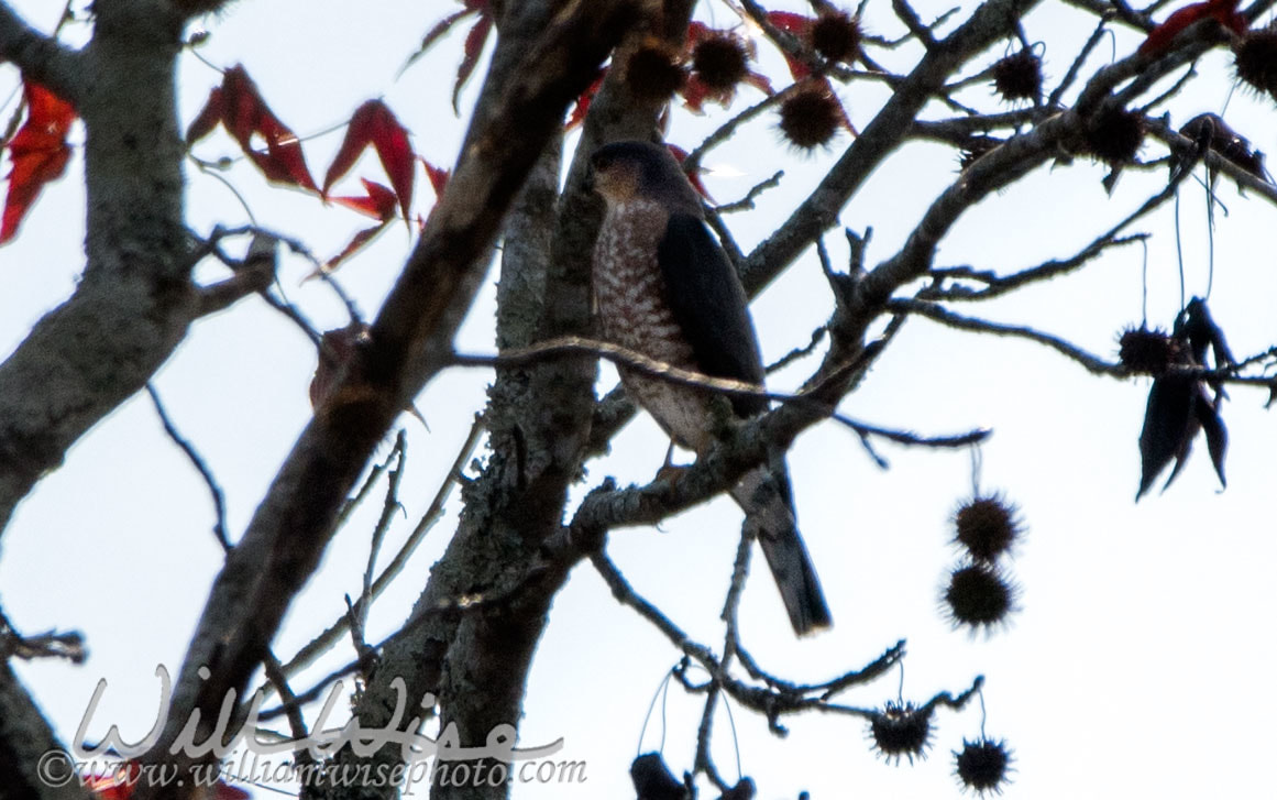 Sharp Shinned Hawk
