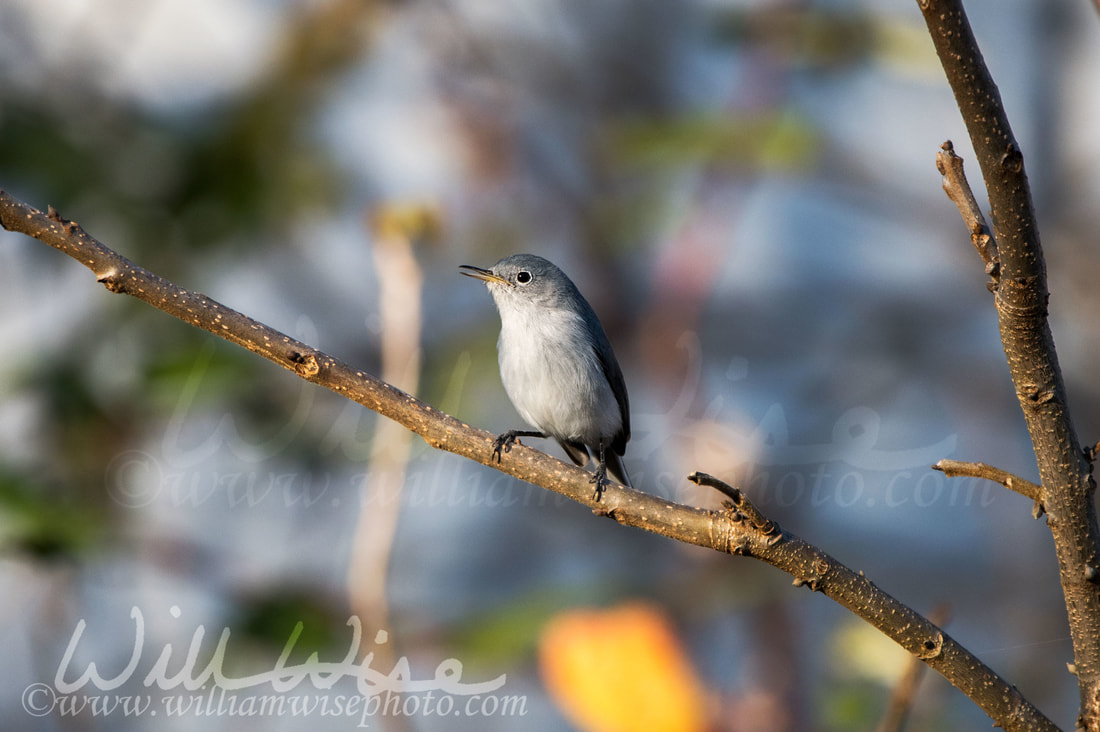 Blue Gray Gnatcatcher Picture