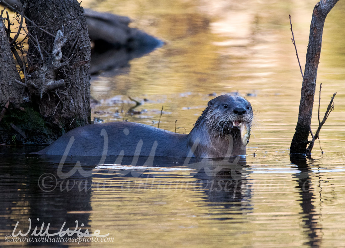 River Otter Picture