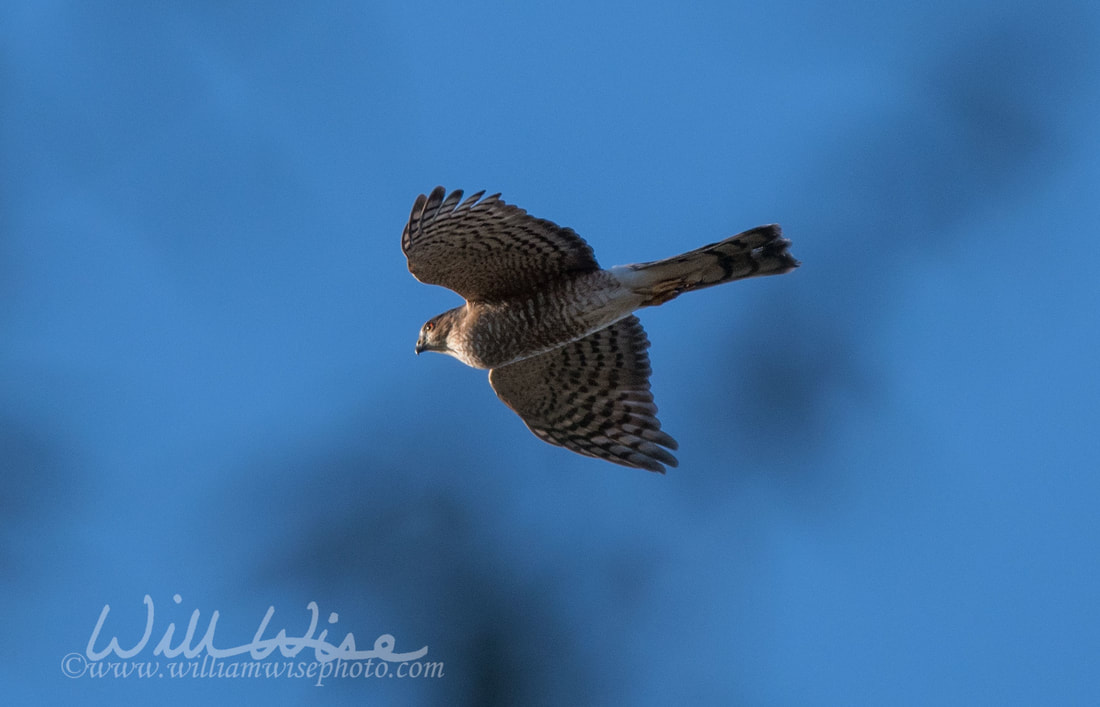 Sharp Shinned Hawk Picture