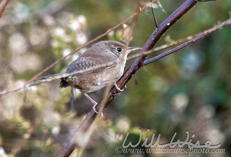 House Wren