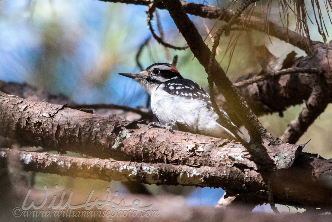 Hairy Woodpecker Picture