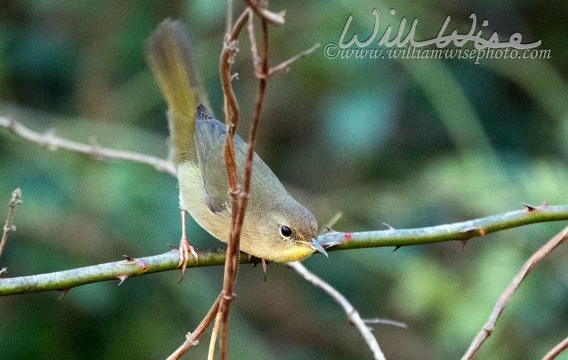 Common Yellowthroat warbler