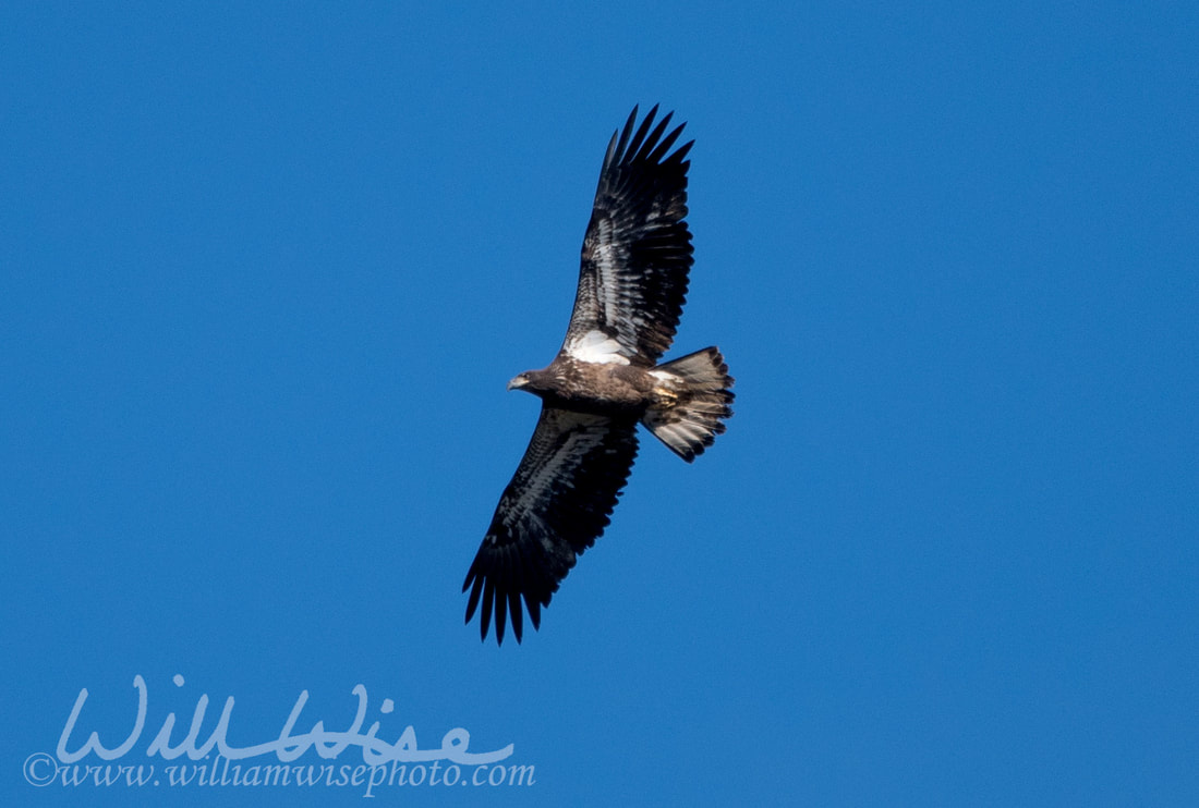 Immature Bald Eagle Picture