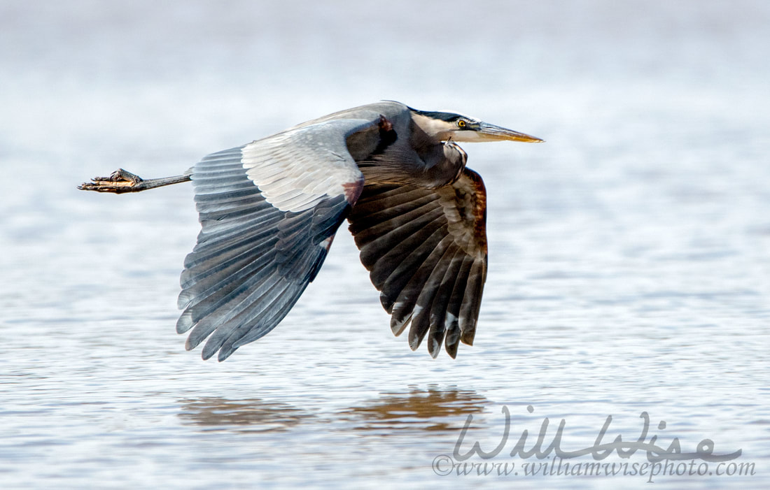 Great Blue Heron Picture