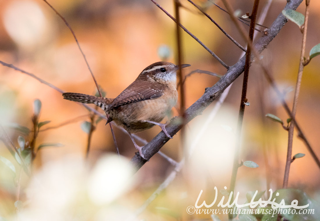 Carolina Wren Picture