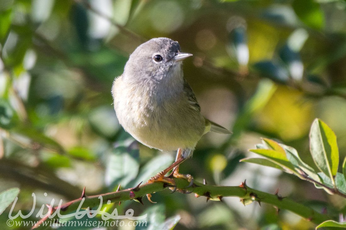 Warbler Picture