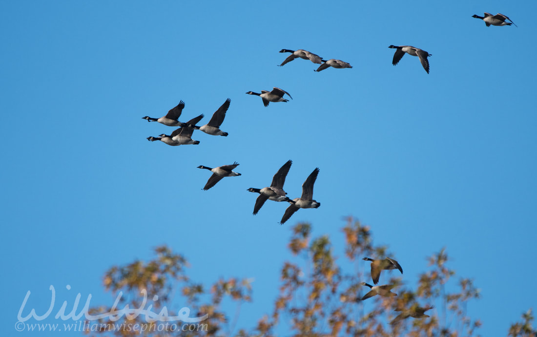 Canada Goose Picture