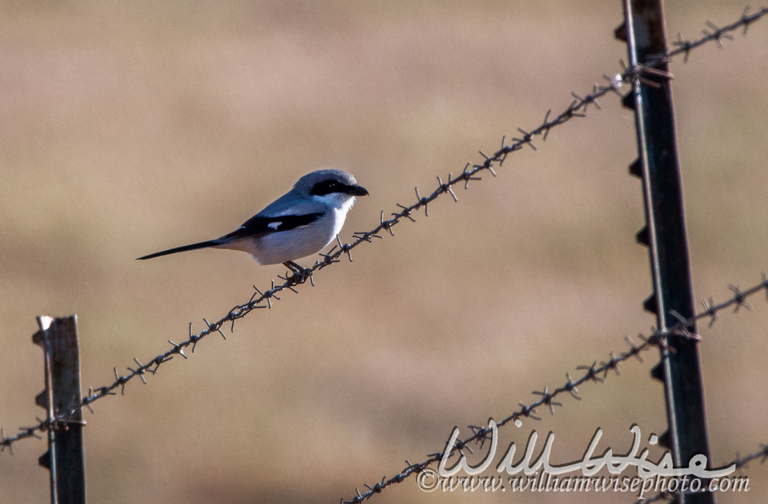 Loggerhead Shrike Picture