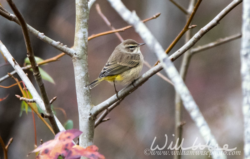 Palm Warbler