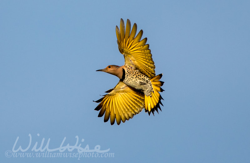 Northern Flicker picture