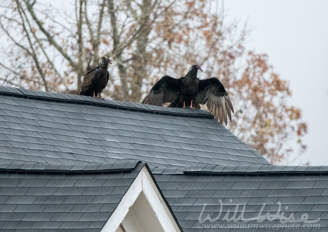 Turkey Vulture Picture