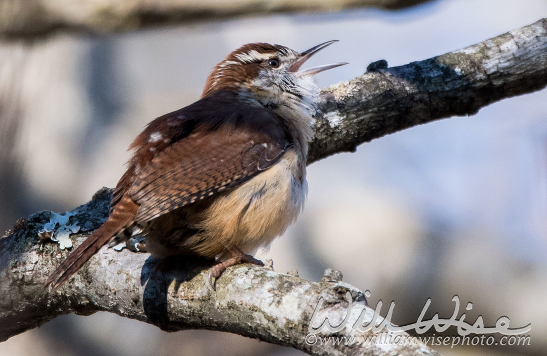 Carolina Wren Picture
