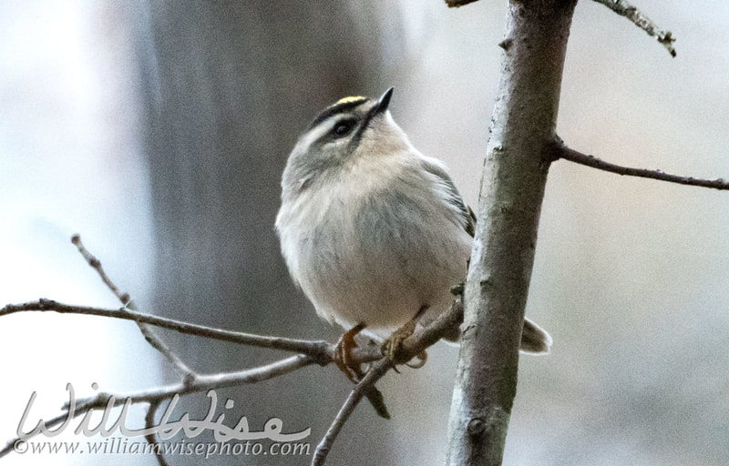 Golden Crowned Kinglet picture