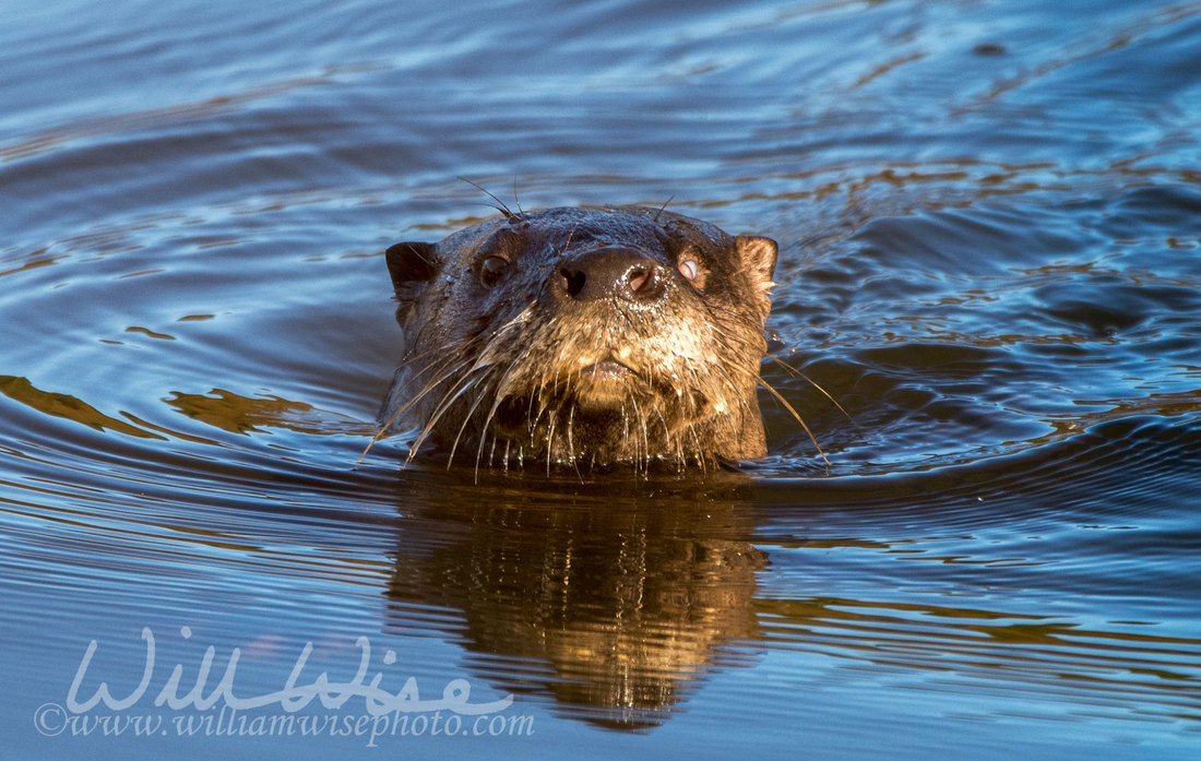 River Otter Picture