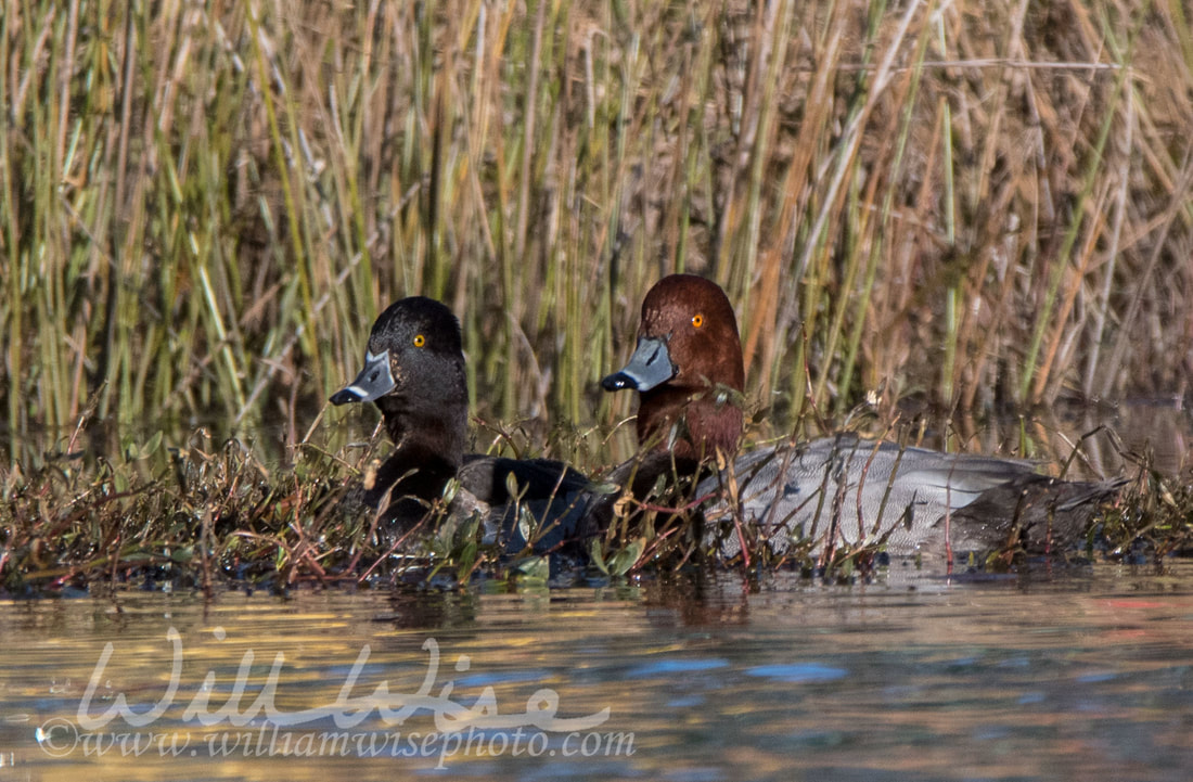 Redhead Duck Picture