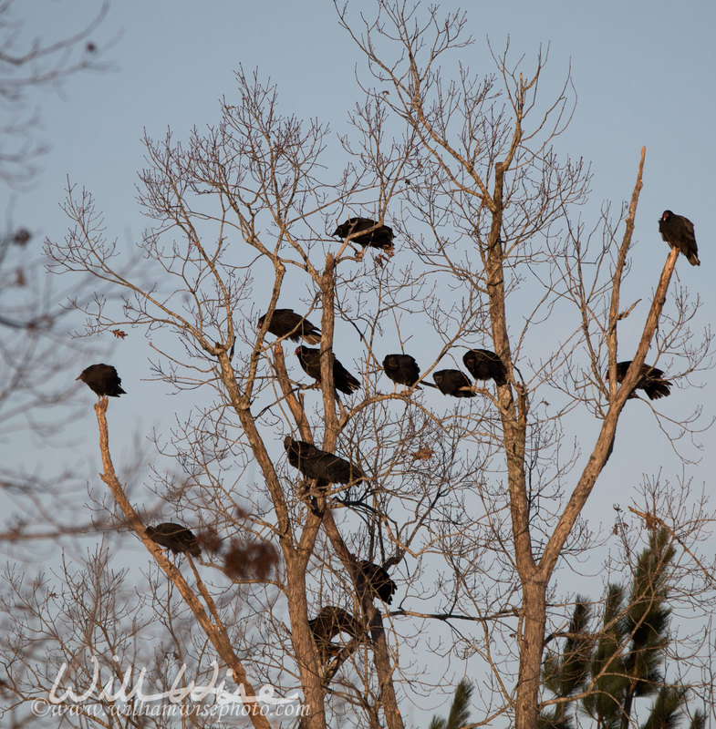 Vulture Roost Picture