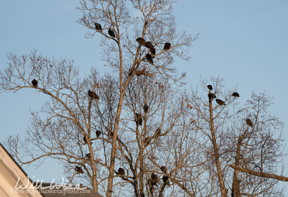 Vulture Picture