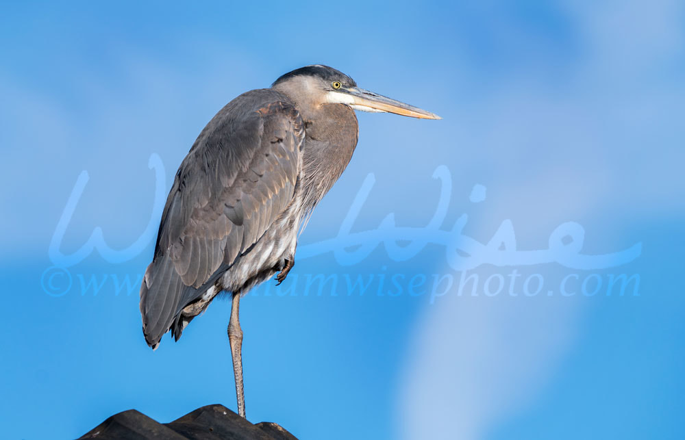 Great Blue Heron Picture