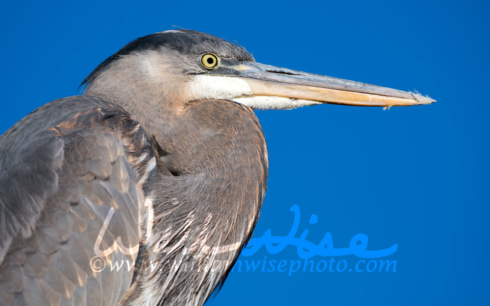 Great Blue Heron Picture