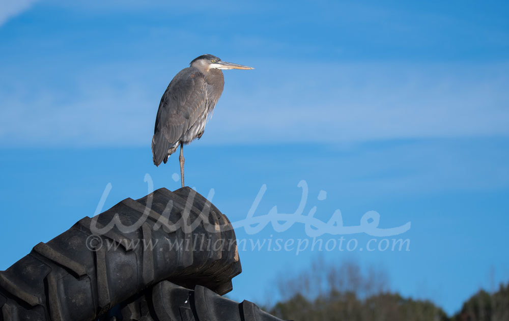 Great Blue Heron Picture