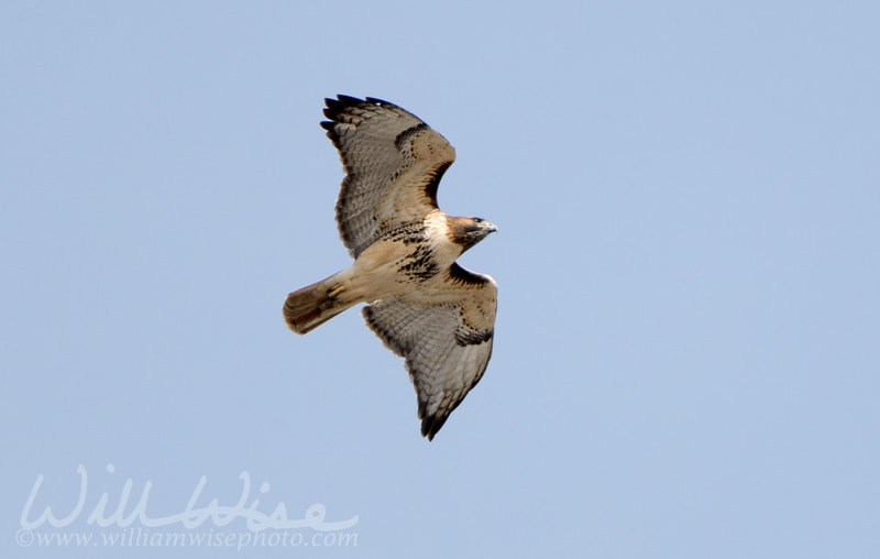 Hawk picture