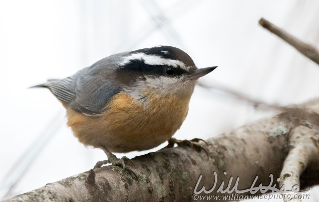 Nuthatch Picture