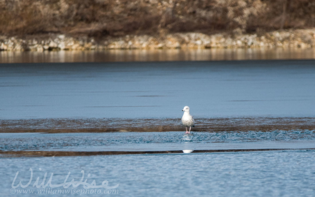 Herring Gull Picture