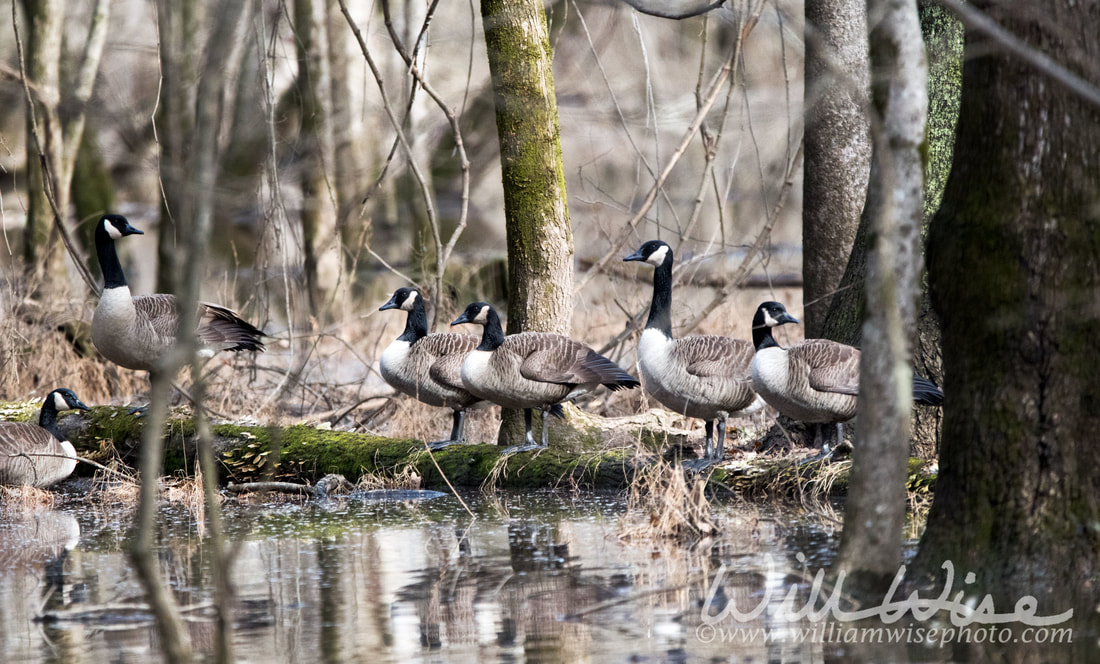 Canada Goose Picture