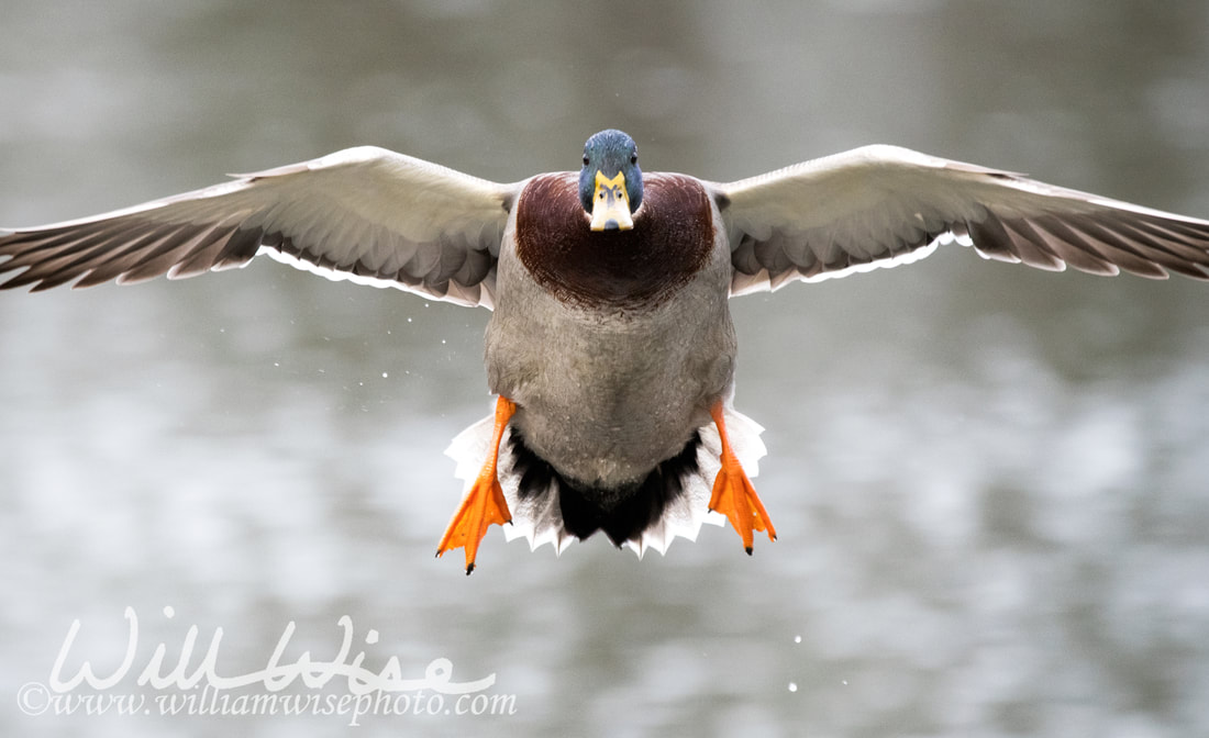 Mallard Drake Flying Picture