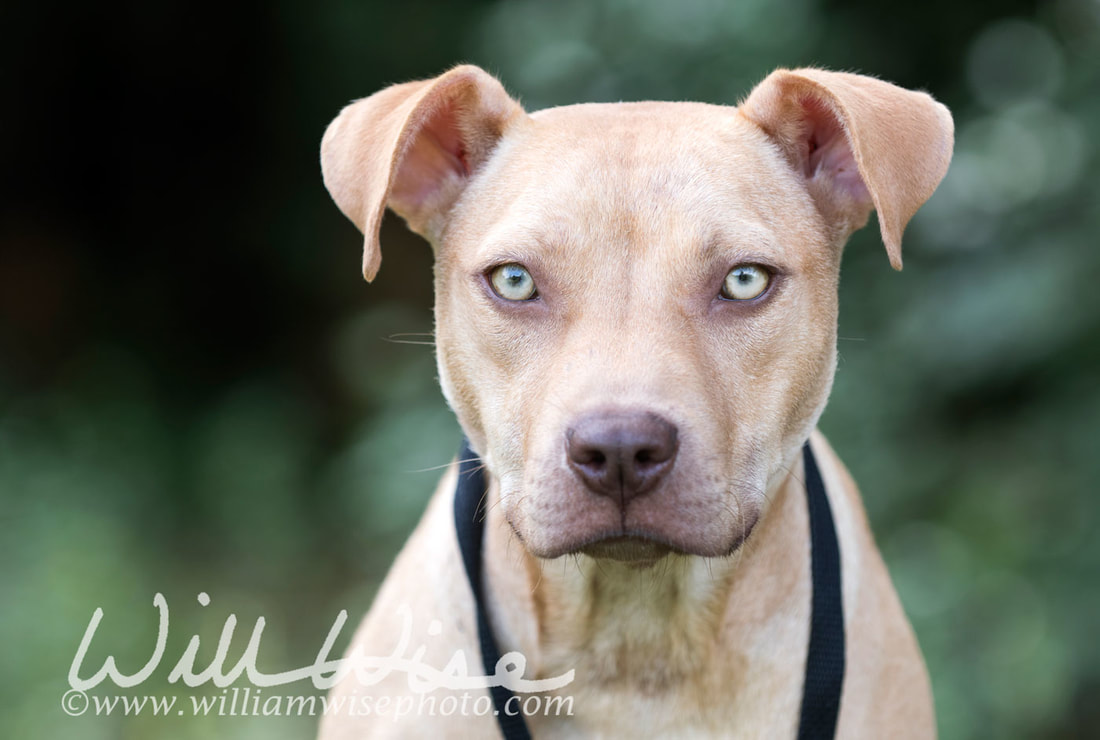 Pitbull Terrier puppy dog