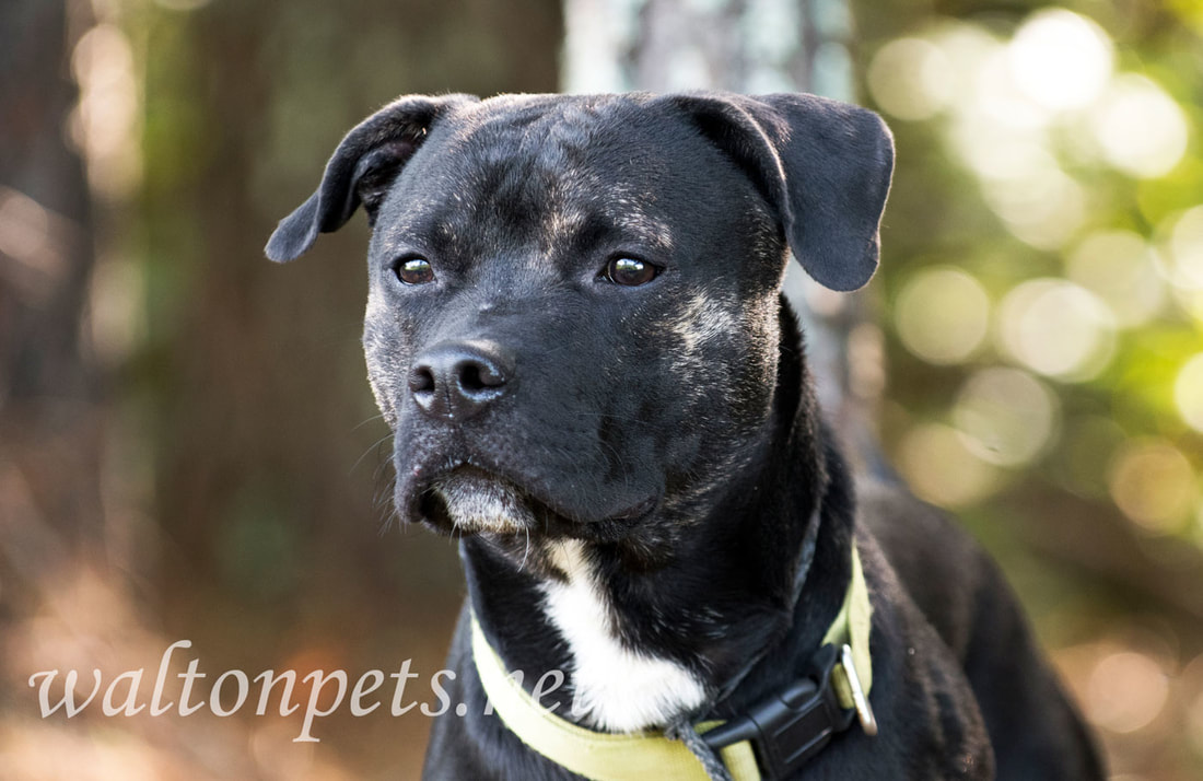 Brindle Pitbull Terrier mixed breed dog adoption photo 