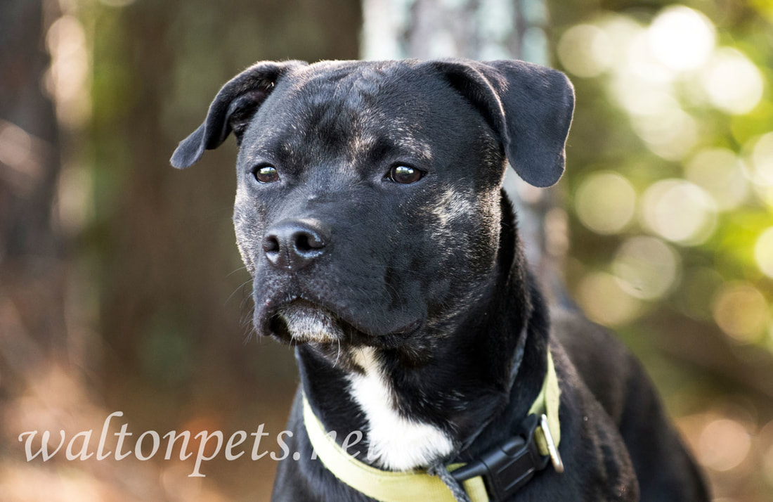 Brindle Pitbull Terrier mixed breed dog adoption photo