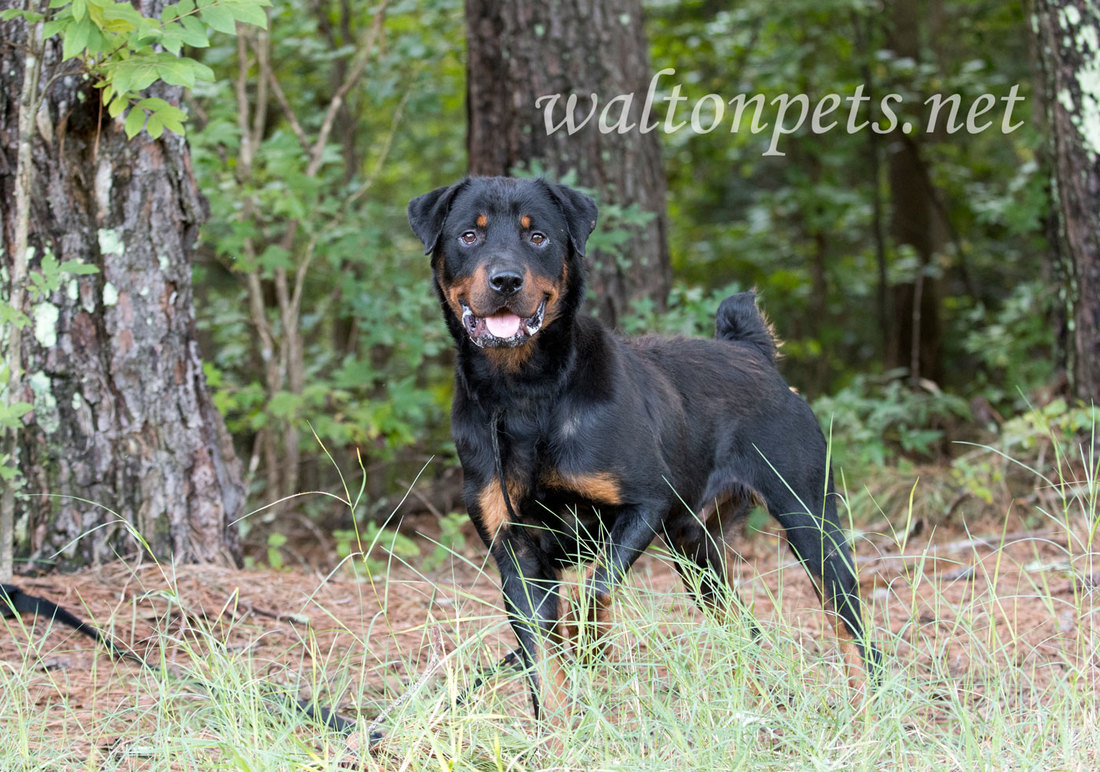 Rottweiler dog outdoors on leash 