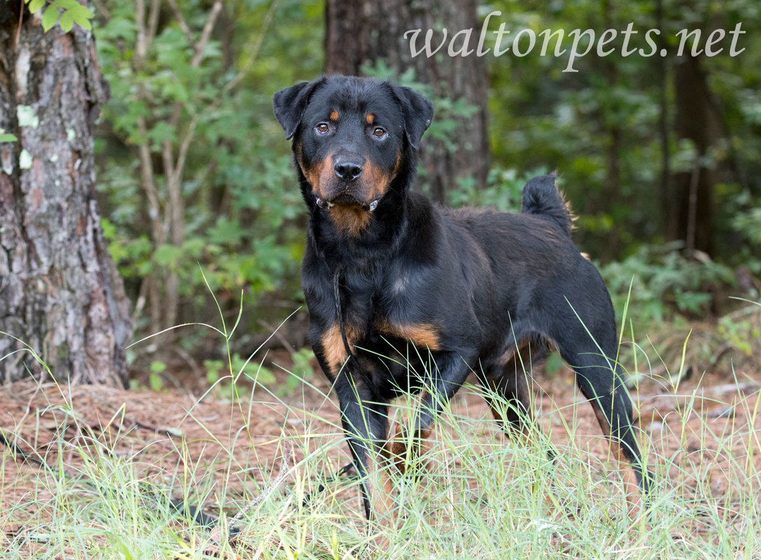 Rottweiler dog outdoors on leash 