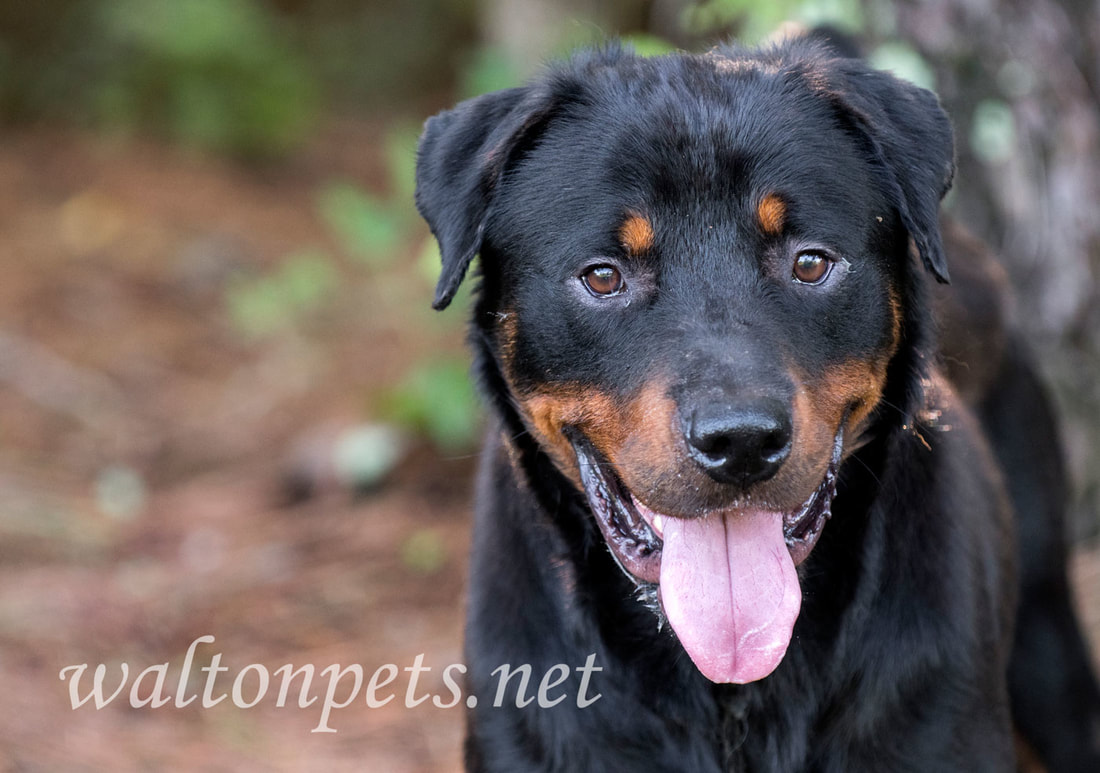 Rottweiler dog outdoors on leash 