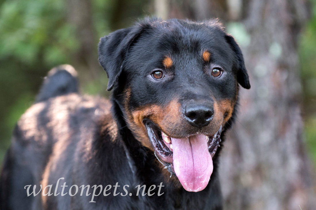 Rottweiler Dog Rescue