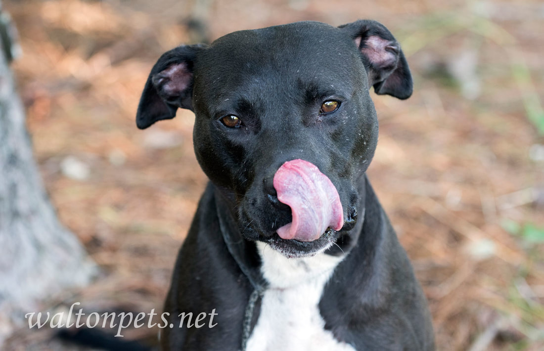 Black Pitbull Terrier mixed breed dog adoption photo 