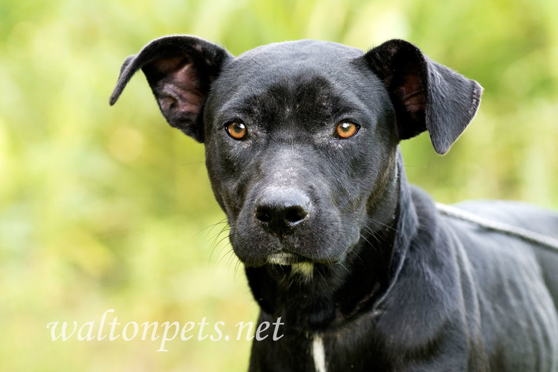 Thin Pit Bull and Labrador mixed breed dog outdoors on leash. 