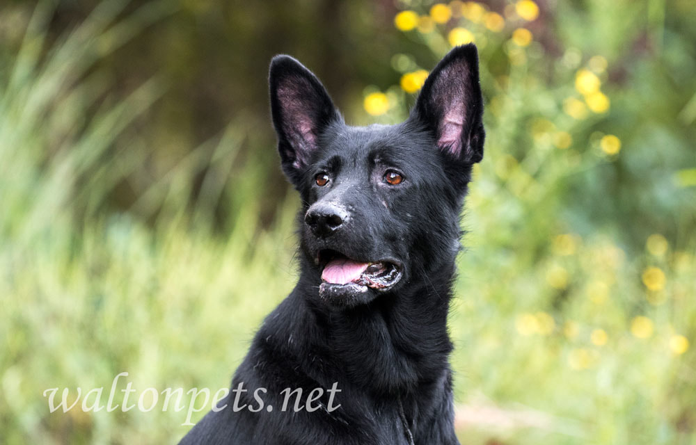 German Shepherd Picture